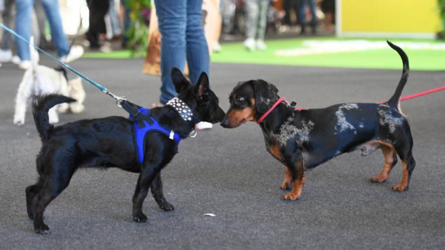 Perros en la Feria de mascotas Animundo en Infecar.