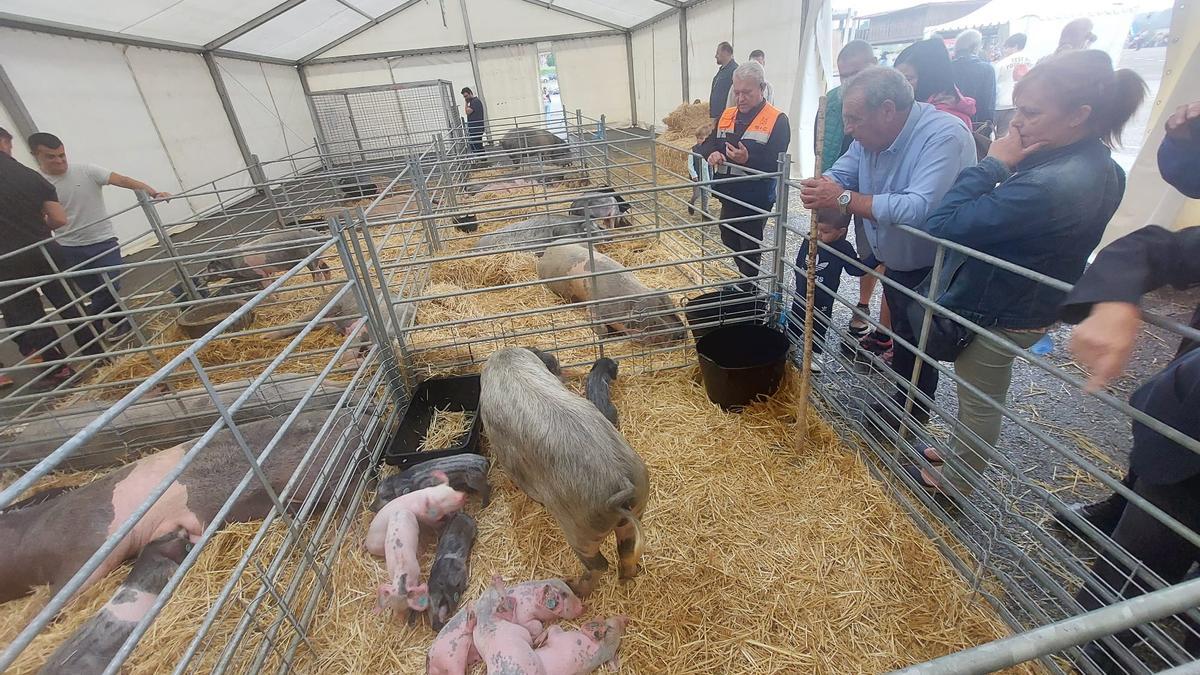 Muestra de gochu asturcelta de Agrosiero.