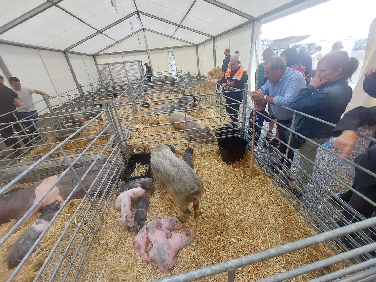 Muestra de gochu asturcelta de Agrosiero.