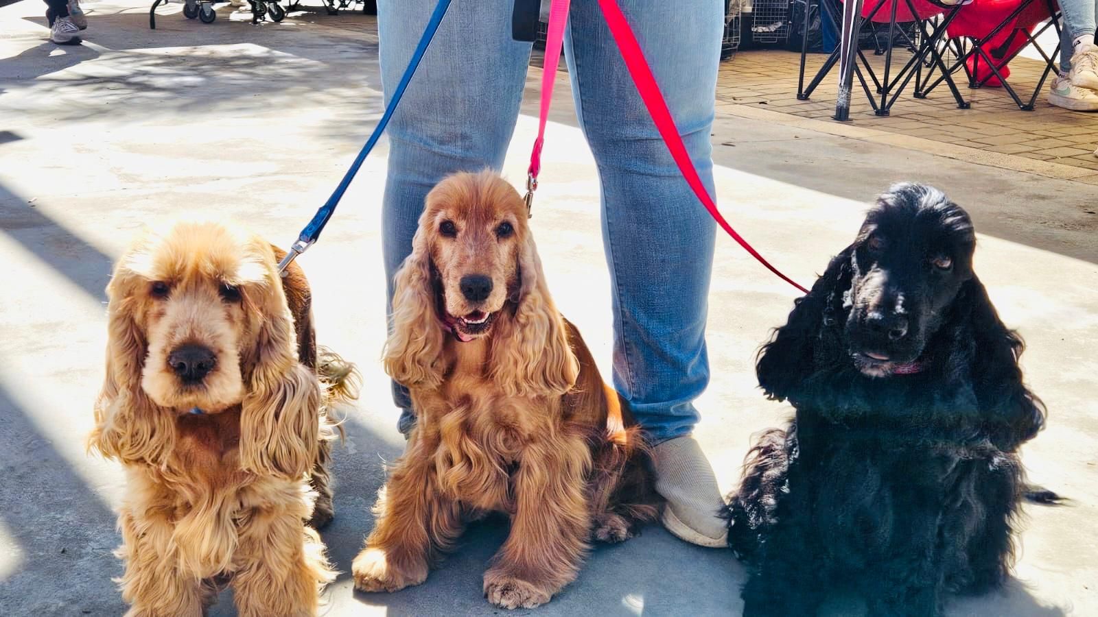 Más de 500 mascotas participan en la primera jornada del Concurso Internacional Canino en Torrent