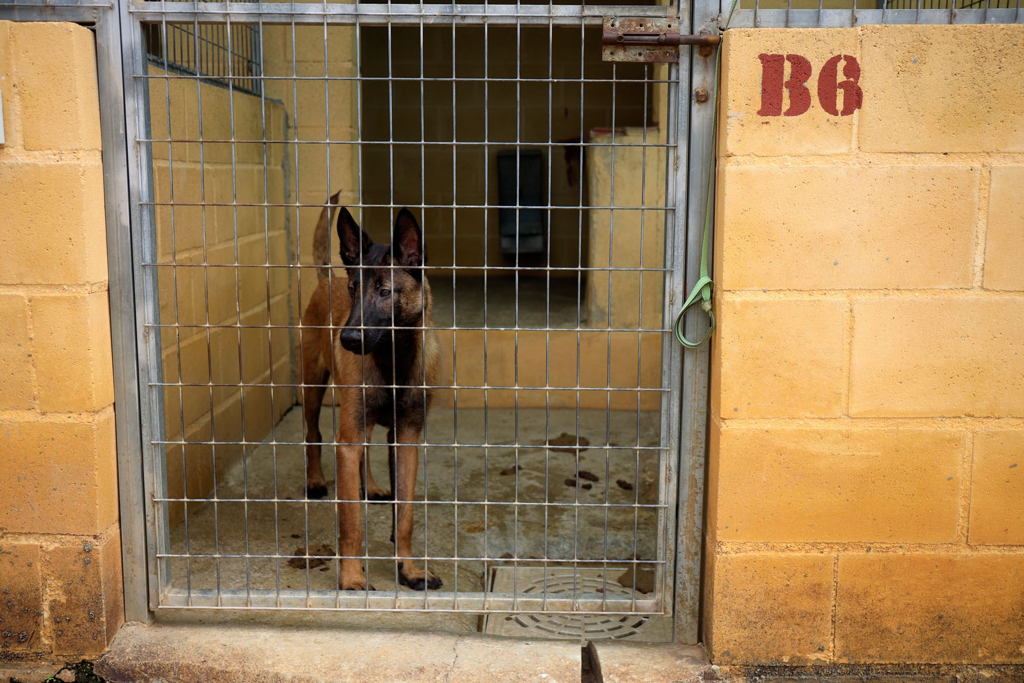 Estado de la Protectora de Animales de Málaga en julio de 2022