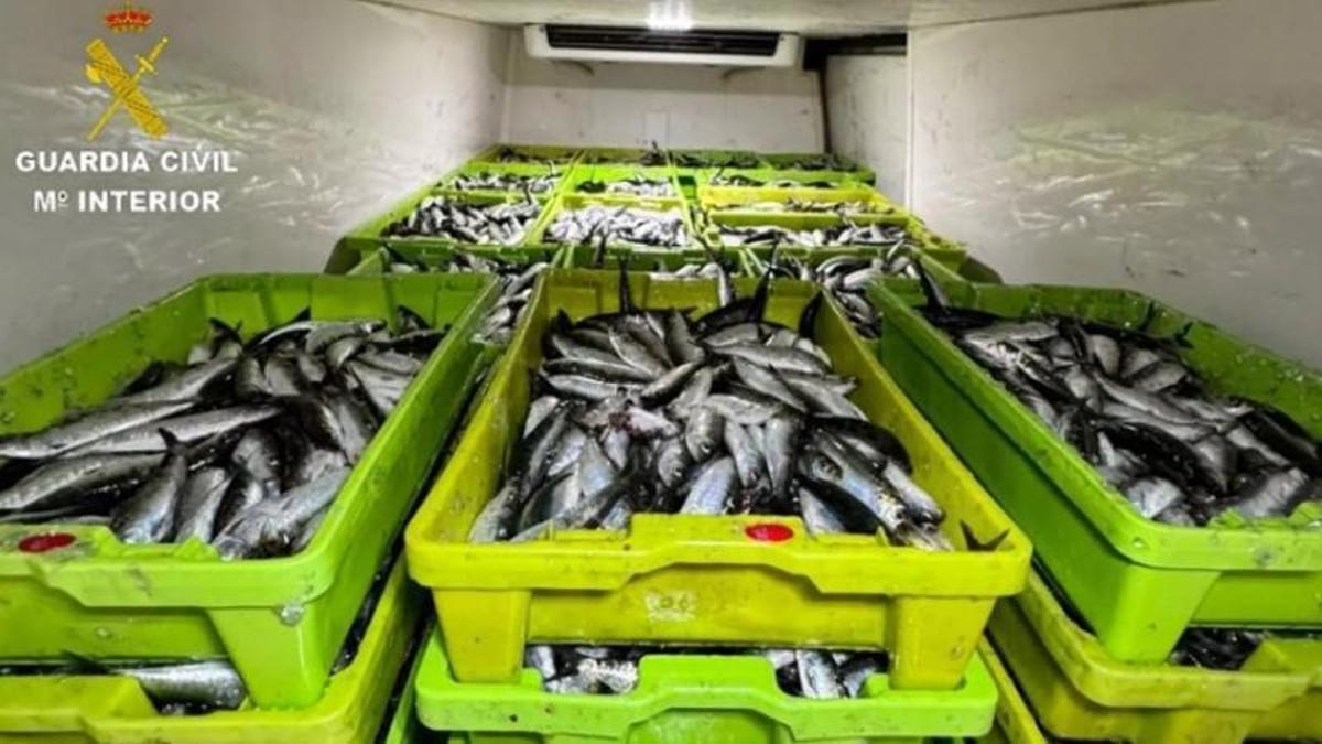 Los 2.551 kilos de sardina incautados en la madrugada del miércoles en el puerto de Aldán, en Cangas.