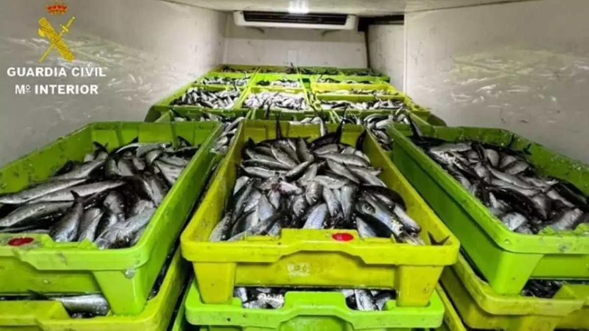 La Guardia Civil incauta 2,5 toneladas de sardina en Aldán