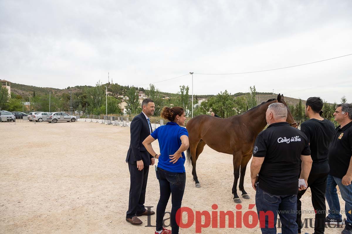 Control veterinario de los Caballos del Vino en Caravaca