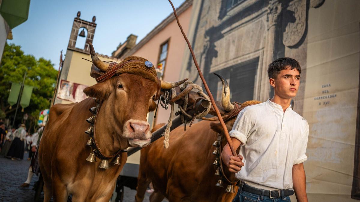 Vacas por La Laguna