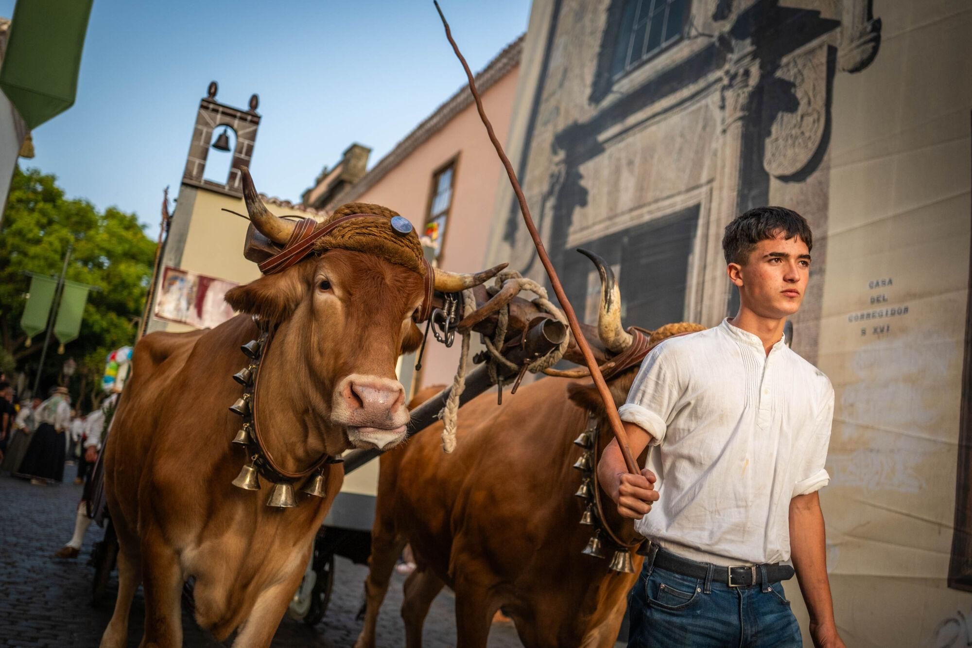 Día de los burros en La Laguna