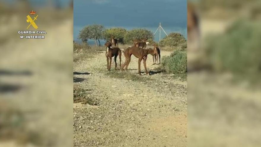 Man Arrested in Tenerife After 49 Dogs Found in Severe Neglect at Granadilla Property