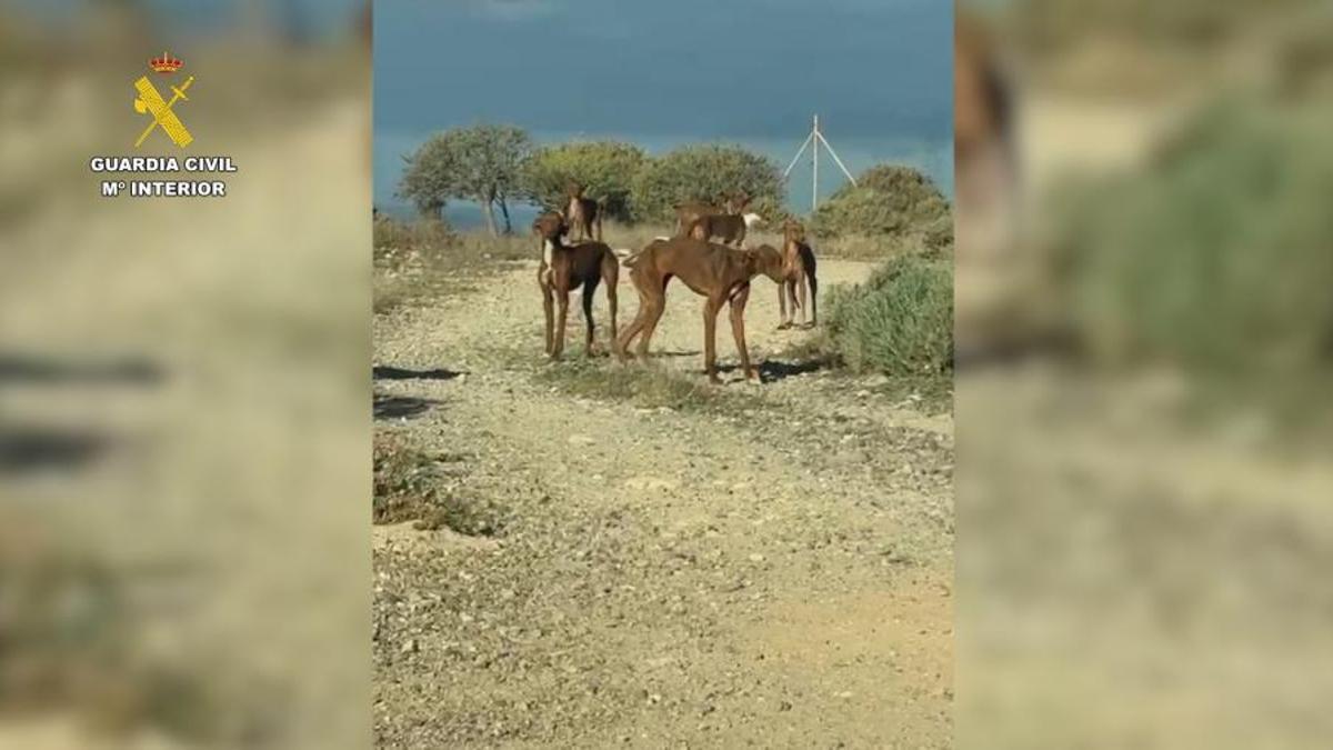 Parte de los animales encontrados en mal estado en una finca de Tenerife.