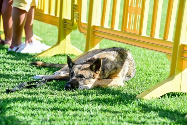 10/12/2016 MASPALOMAS. Feria de Mascotas Maspalomas 2016.Foto: SABRINA CEBALLOS