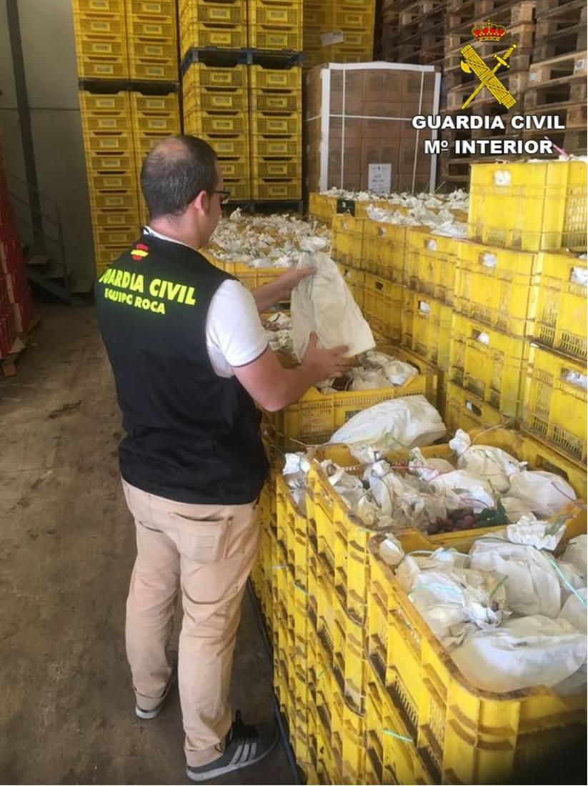 Una operación de la Guardia Civil para proteger a los productores de uva de mesa del Vinalopó.