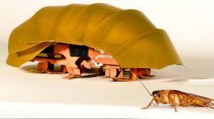 Científics nord-americans creen un petit robot inspirat en els escarabats per rescatar gent en les catàstrofes.