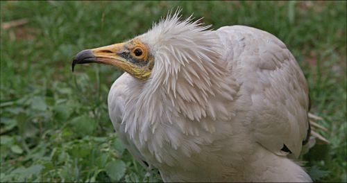 Die Tierwelt der Balearen