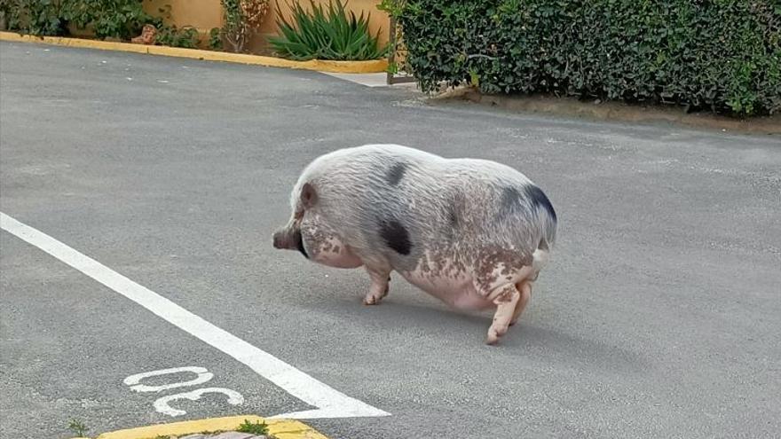 Spaziert ein Hängebauchschwein an der Playa de Palma auf Mallorca entlang