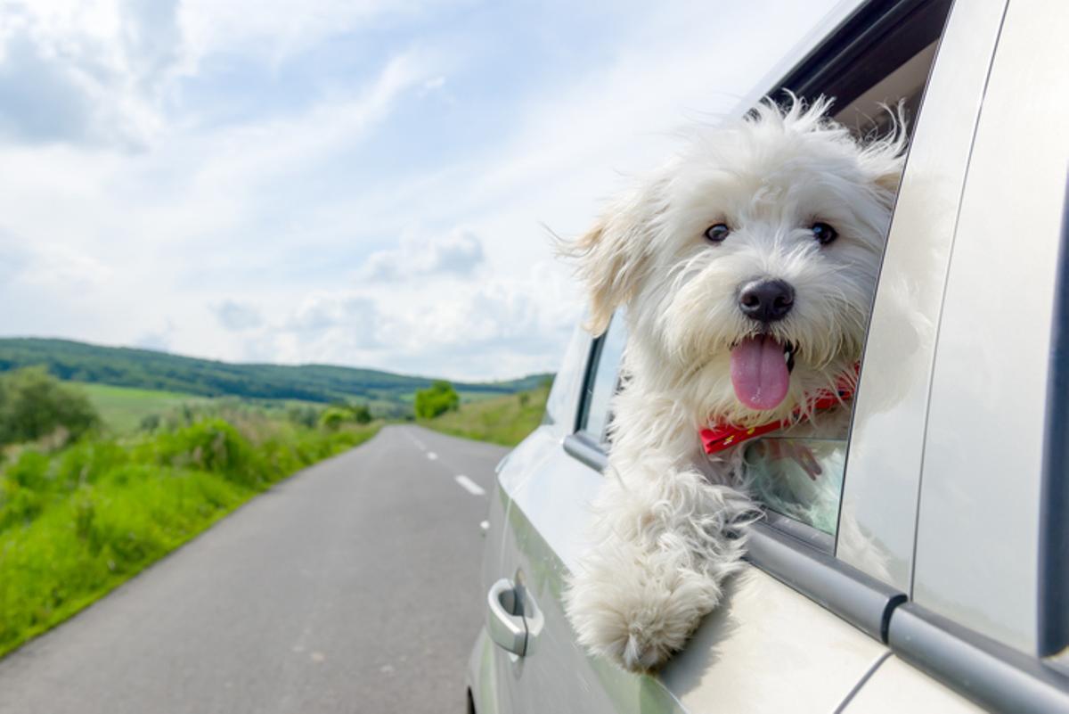 Viaje perruno en coche.