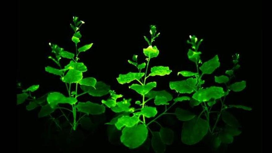 Científicos de tres países logran crear plantas que generan su propia luz