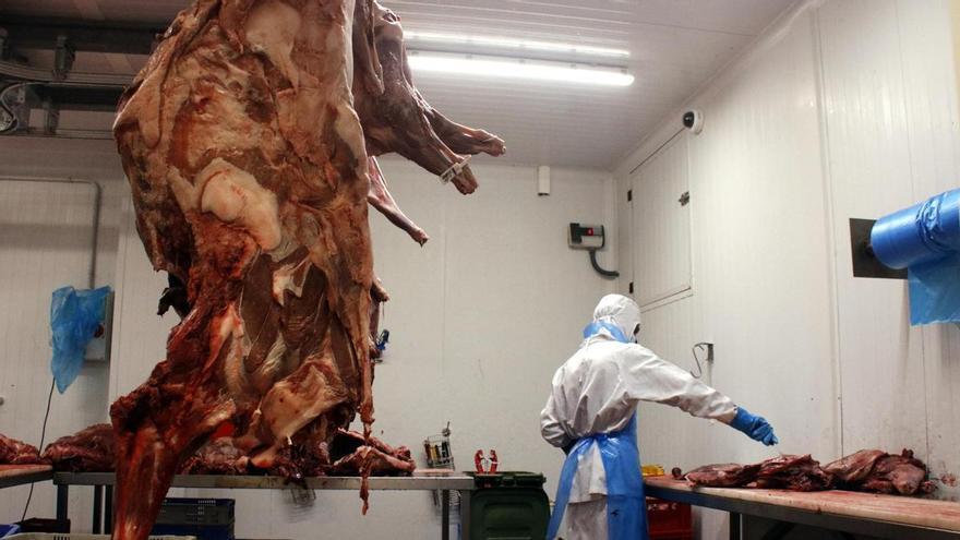 Els majoristes de senglar aixequen l'aturada i tornen a recollir carn després de tancar un acord amb el Govern