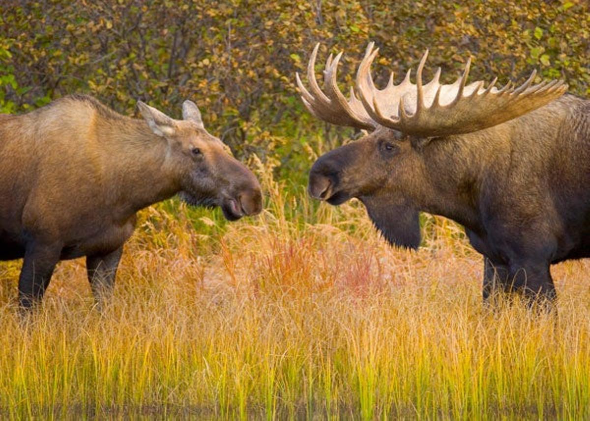 Alces en la tundra del ?Parque Nacional y Reserva Denali. Alces en la tundra del ?Parque Nacional y Reserva Denali.