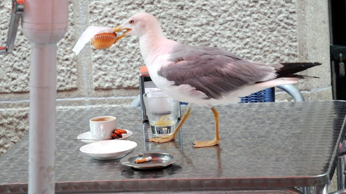 Una gaviota &quot;robando&quot; comida en una terraza.