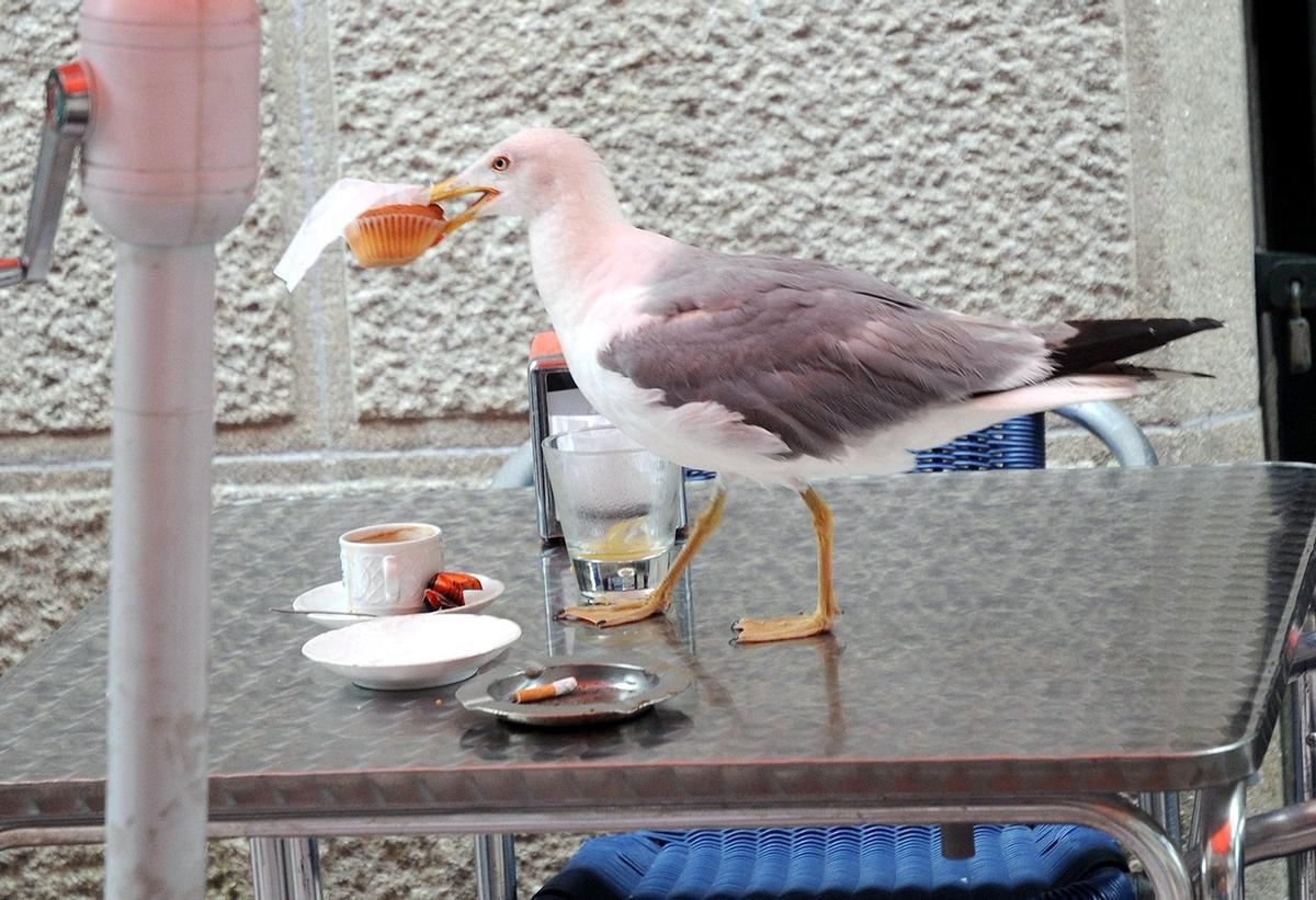 Una gaviota &quot;robando&quot; comida en una terraza.