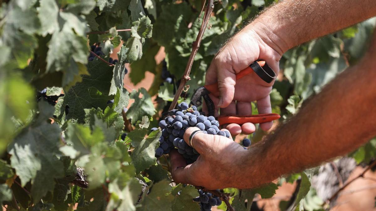 Las bodegas centran todos sus esfuerzos en la calidad: desde el cultivo hasta la elaboración y embotellado. | FOTOS: ZOWY VOETEN