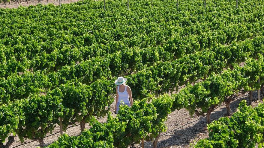 Dos macroplantas solares amenazan 340 hectáreas agrícolas en el Medio Vinalopó
