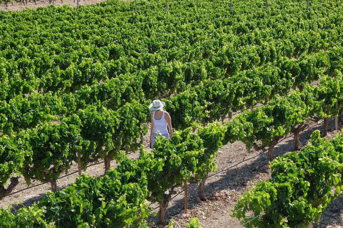 Plantación de uva de mesa en la comarca del Medio Vinalopó.
