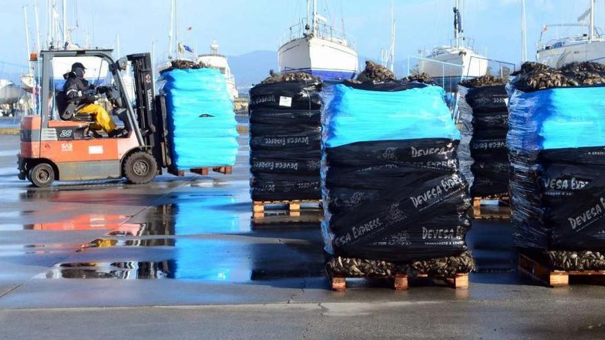 Descarga de mejillón en el muelle vilanovés de O Cabo, en la ría de Arousa.  // Noé Parga