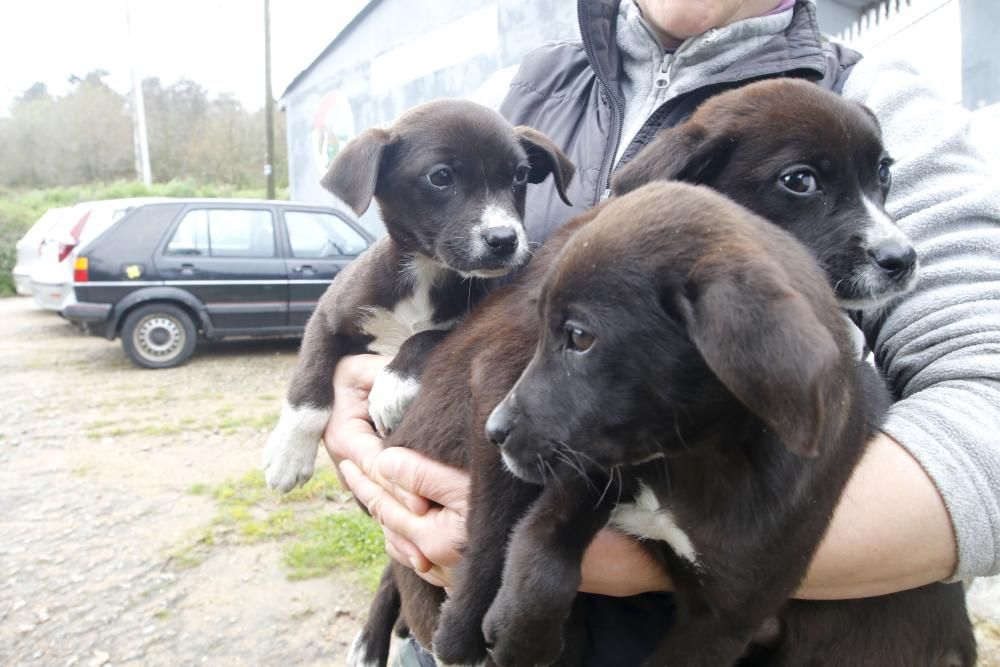 Perros del refugio de A Madroa // Alba Villar