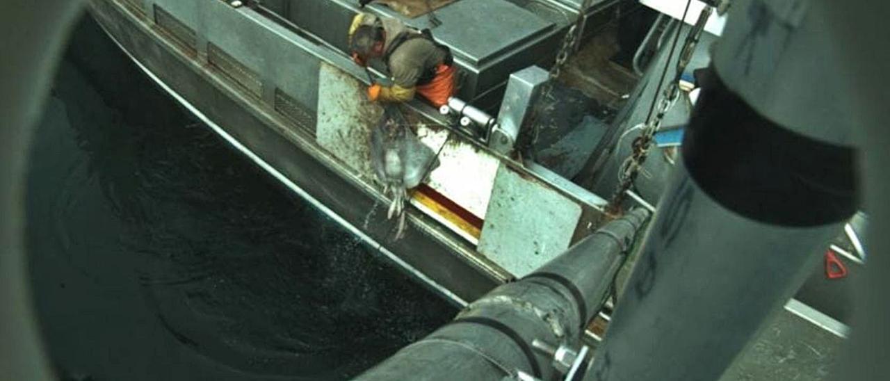Grabación de una cámara en un barco pesquero apuntando hacia el pescador con la captura. |   // NOAA