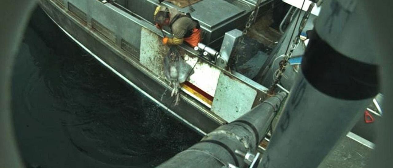 Grabación de una cámara en un barco pesquero apuntando hacia el pescador con la captura. | // NOAA