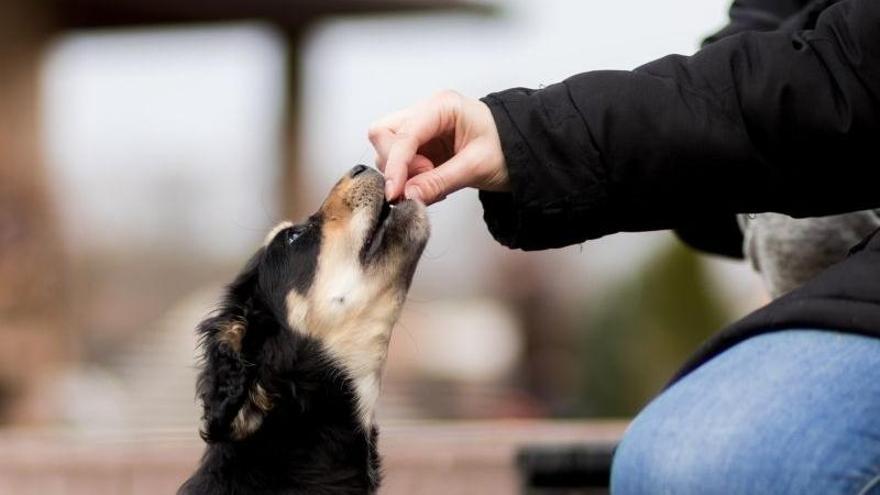 Projecte Lola vol aconseguir que els drets dels animals i la seva protecció s&#039;integrin a la nostra societat