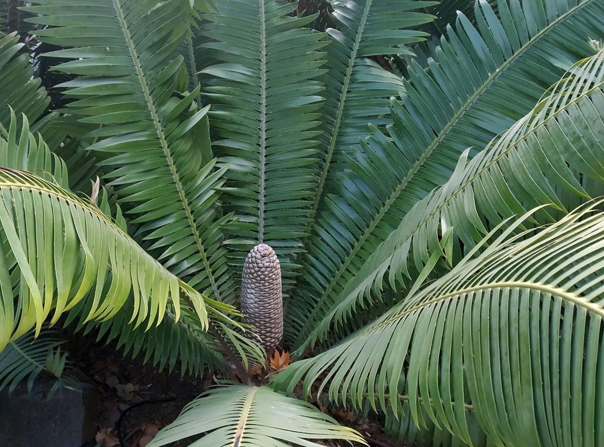 La dioon, planta del mes de diciembre.