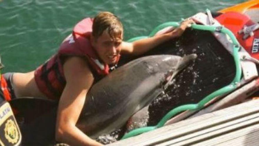Encuentran un delfín varado en la playa del Cabanyal de Valencia