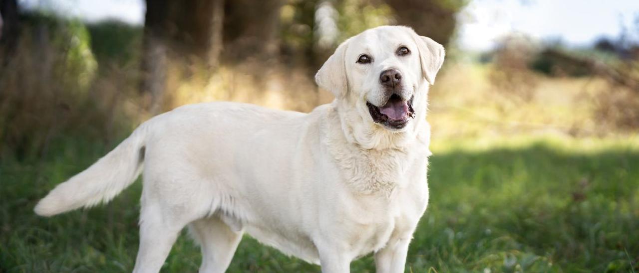 Aviso de la Policía Nacional a los dueños de perros: &quot;Hasta que no aprenda&quot;