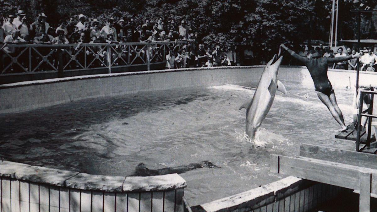 Un delfín salta a las órdenes de su entrenador, en una fotografía de los primeros años del Aquarama.