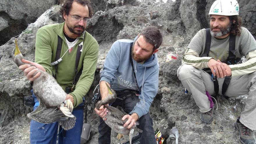 Imagen de una de las jornadas de anillamiento, con dos ejemplares de cormorán moñudo.