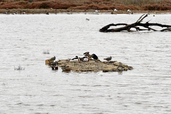 Das Naturschutzgebiet S'Albufera wird 30 Jahre alt - und steckt in einer tiefen Krise. Umweltschützer schlagen Alarm, die Politik bleibt weitgehend untätig.