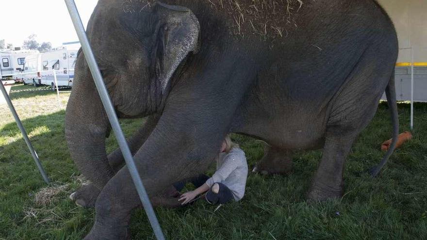 &quot;Cuidamos mucho a los animales; el que diga que no es así miente&quot;, dice el circo de Lugones