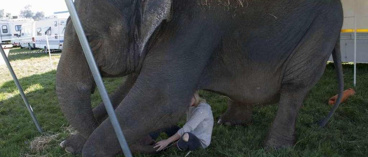 Ilena Cristiany, bajo el cuerpo de la hembra de elefante asiático &quot;Dumbo&quot;, en las instalaciones del circo.