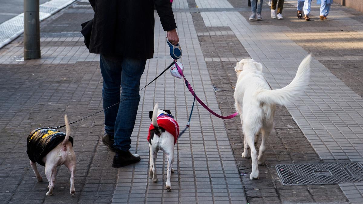 Una persona pasea a tres perros por Barcelona