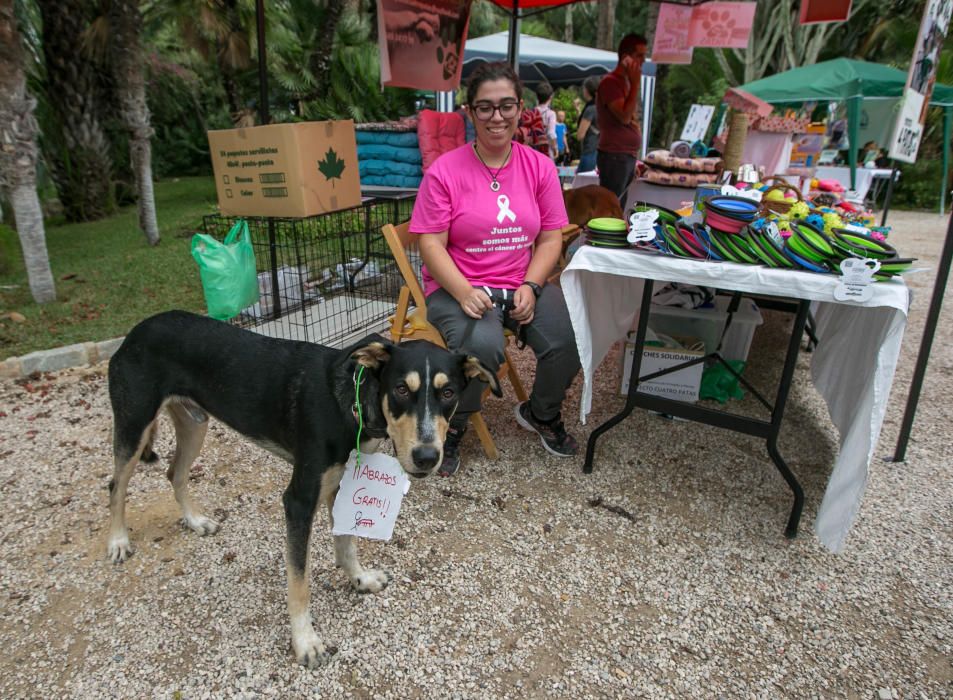 Feria de la adopción de mascotas en Elche