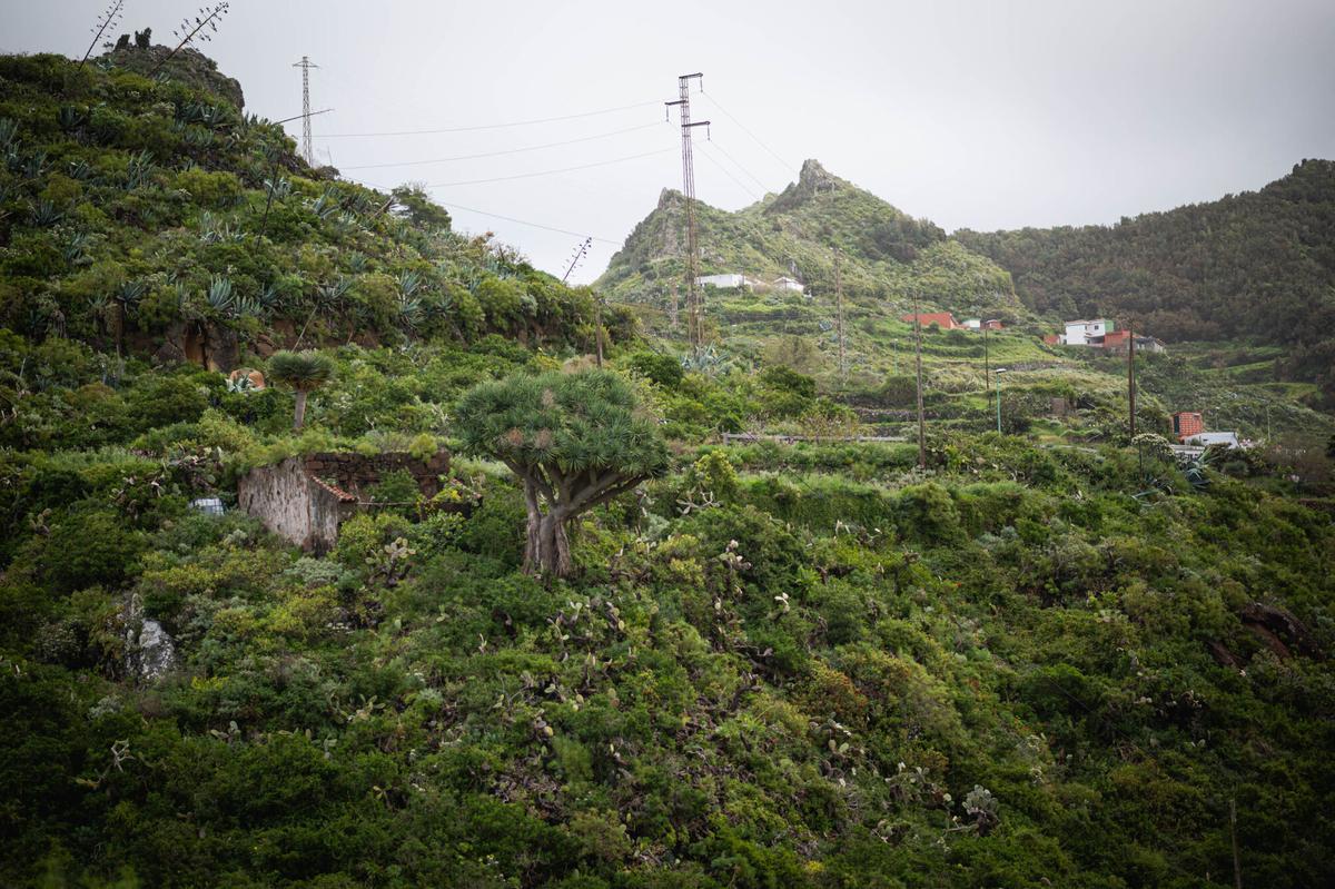 Tenerife vaciada: Bejía, en La Laguna