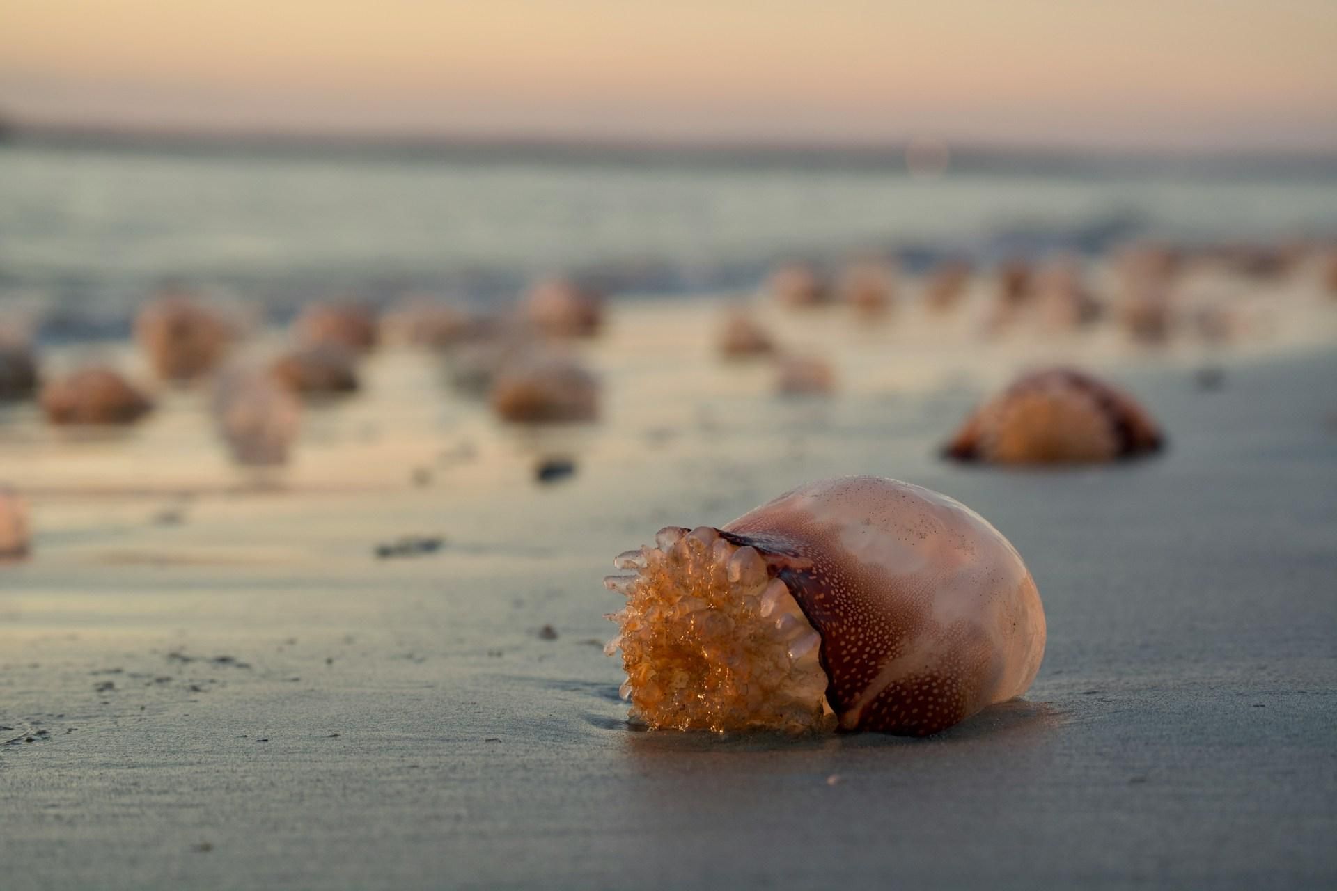 Las medusas son el visitante menos deseado en las playas