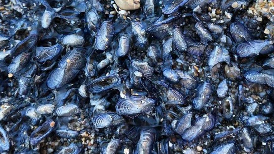 Invasión de medusas velero en la playa del Port de Sóller