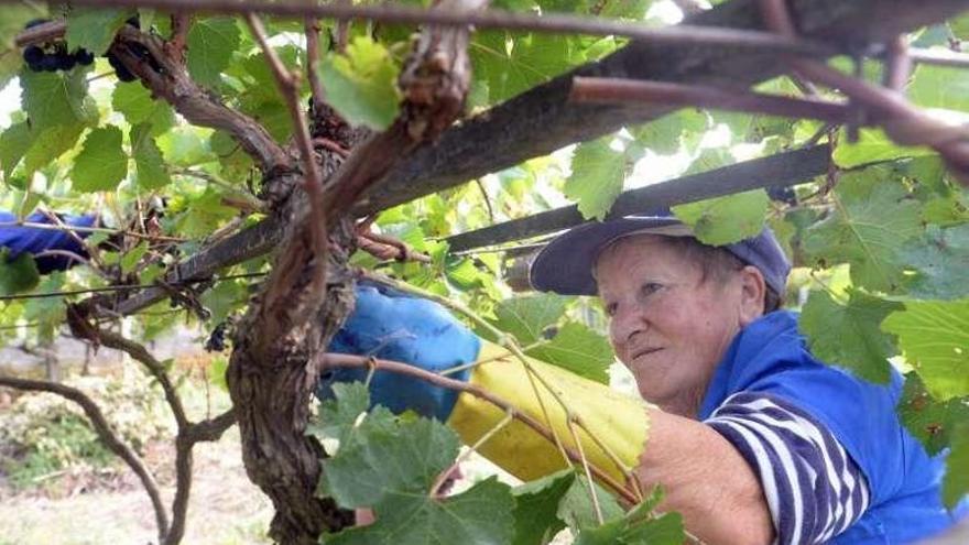 Trabajos en un viñedo de O Salnés. // Noé Parga