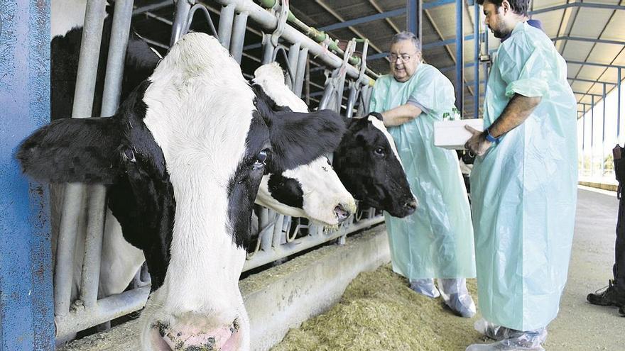 Investigan si la leche inmune de vaca es efectiva contra el covid-19