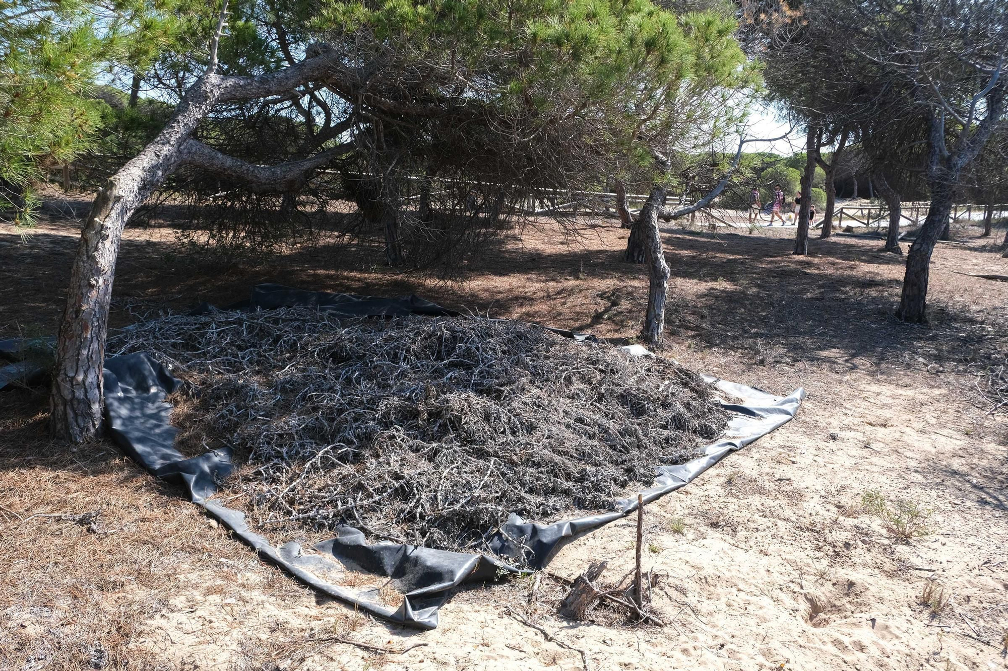 Vecinos de La Marina denuncian el mal estado de su pinada. Este es su estado actual.