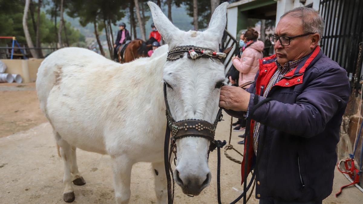 En la provincia hay registrados más de seis mil equinos como  animales domésticos entre caballos, asnos, mulos, cebras y budérganos