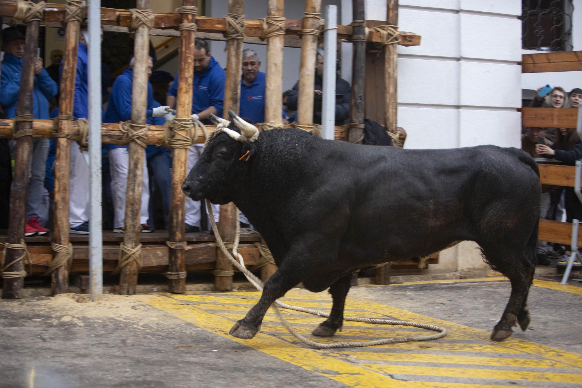 El "Bou en corda" vuelve al Pont Vell de Ontinyent