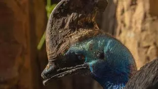 Un ave agresiva y prehistórica: así es la especie amenazada que conserva Bioparc Fuengirola